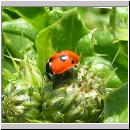 Coccinella quinquepunctata - Fuenfpunkt 06.jpg